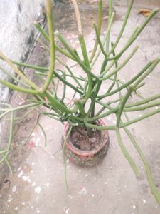 Pencil  Cactus Very Healthy Plant