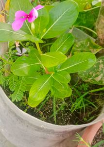 Sadabahar Plant ,/Catharanthus roseus