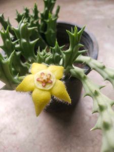 Unique Yellow Flower Cactus Only Cutting