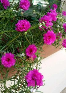 Combo Of Portulaca