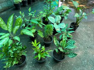 11 Live Root Plants