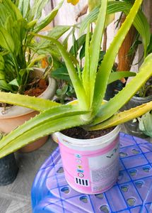 Aloe Vera for sale