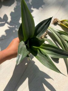 Snake plants (Sansevieria)