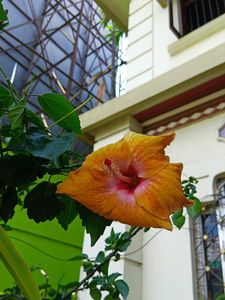 Red And Orange Hibiscus Cutting Saplings