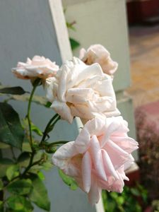 White Pink Rose Sapling with Buds
