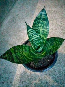 Assorted Sansevierias Offer