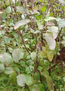 Gande Ka Plants And Tulsi Seeds, Plant