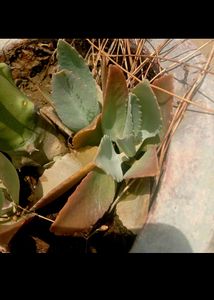 Patharchata Baby Plant Kidney Stones(fem)remover