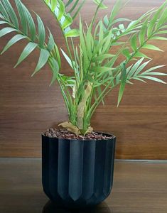 Areca Palm