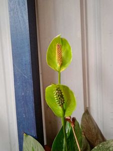 Cobra Lily/Both for Indoor and Outdoor Plant