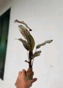 Calathea Ornata Plant