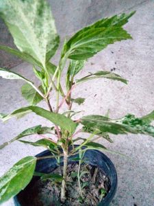 4 Varigated Plants