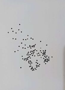 Cockscomb Celosia Seeds