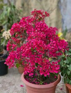 Bagan Bilash Live Plant ....Pack Of 1