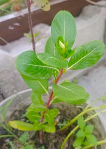 Sadabahar Plant ,/Catharanthus roseus