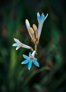 Rajnigandha 2 Bulbs