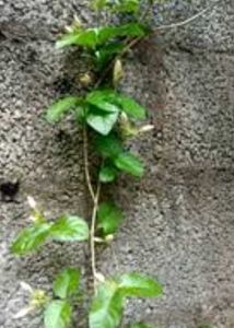 Jasmine Plant (Climbing type)