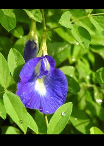Combo Alive Flower Plant