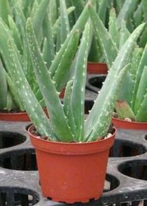 Aloevera Plant With Roots