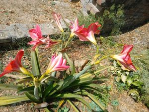 Amaryllis Lily