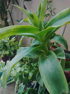 Healthy Indoor Plants