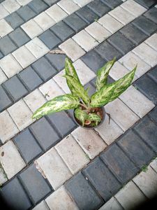 10 Live Root Plants