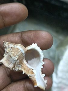 Most Mostest Beautiful Old Sea Shank(Shell)