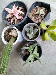 Assorted Combo Secculents N Cactus Offer