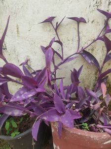 Purple Heart Plant