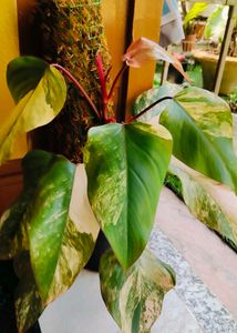 Variegated Philodendron strawberry shake Plant