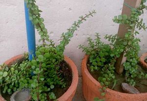 Combo Of 8 Plants For Kitchen Garden
