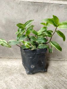 Assorted Expensive  plants offer