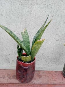 Snake Plant