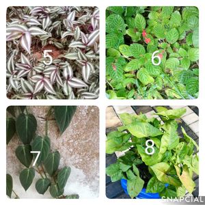 You Can Select 10 Live Root Plants