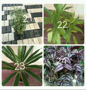 You Can Select 10 Live Root Plants