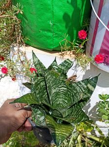 3 Varieties of Sansevieria Plant - Snake Plan