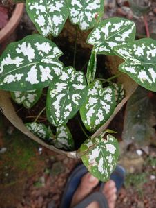 Caladium Plant