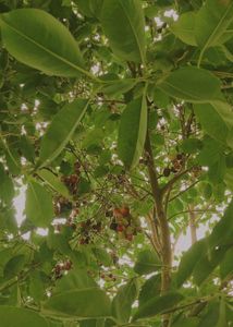 Jamun Tree Saplings