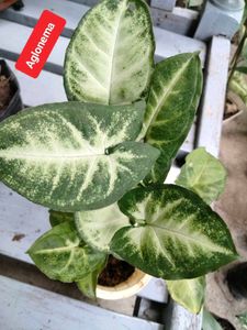 plants combo offer