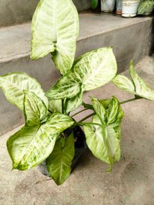 Assorted Beautiful Plants Combo