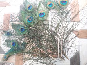 Natural Peacock Feather(15 Feathers)