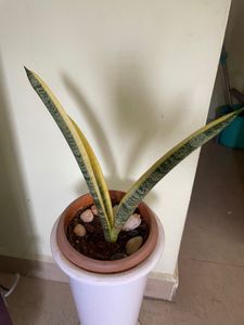 Live Plant For Sale - 6 Nos