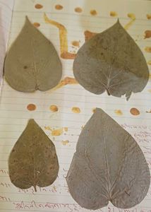 48 yrs old paan leaf