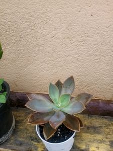 Echeveria Succulent Big Size