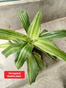 Mixed Indoor Plants