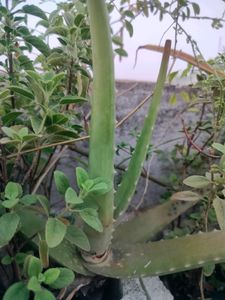 Aloevera Saplings