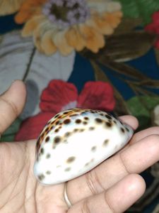 Natural Cowrie Shell