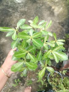 Adenium Arabicum Live Plant (Ggk+Baz)