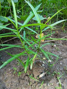 Yellow Oleander Sapling