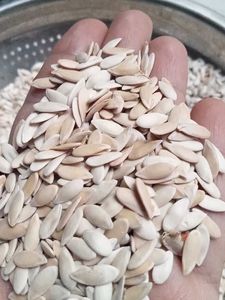 Kharbuja Seeds